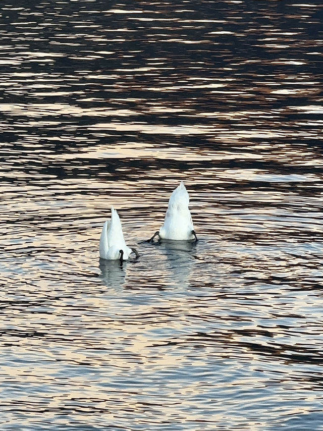 Lake Como: Liquid Alps, Timeless Grace