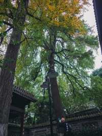 สวน People's Park