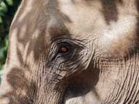 Habarana Elephant Safari