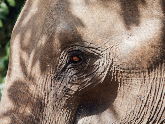 Habarana Elephant Safari