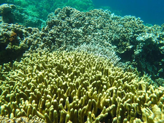 帛琉之旅 海島旅遊 浮潛 珊瑚巡禮