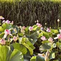 Kasumigaura Park: A Lakeside Oasis of Blooms & Serenity – A Solo Traveler’s Retreat"** 🌸🌊