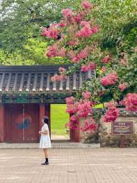 (실시간) 내가 조와하는 경주의 여름🌿