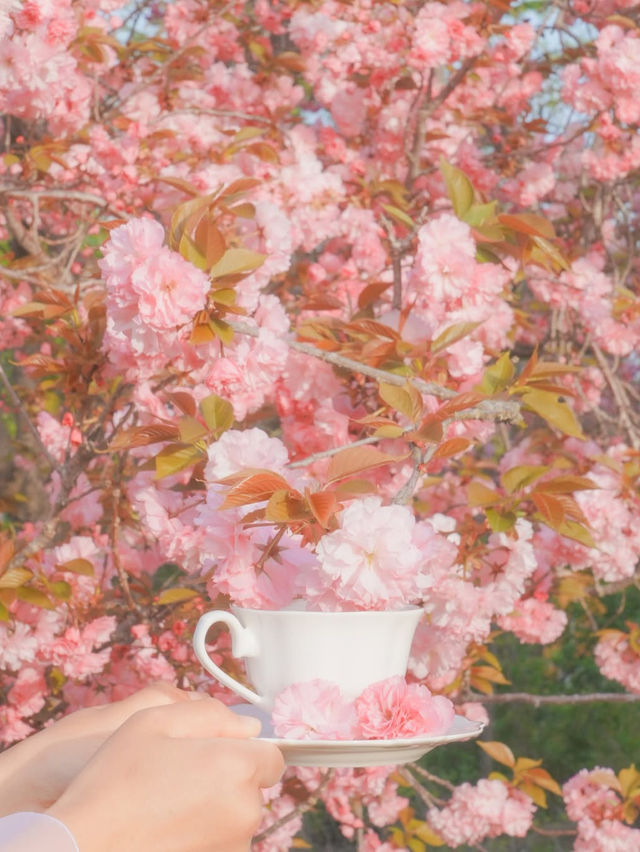 내가 사랑한 경주의 봄🌸❤️