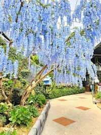 Lavender Garden – A Floral Escape in Cameron Highlands, Malaysia