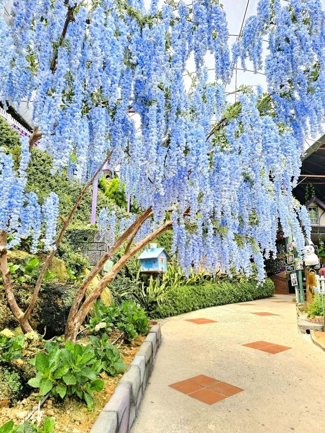 Lavender Garden – A Floral Escape in Cameron Highlands, Malaysia