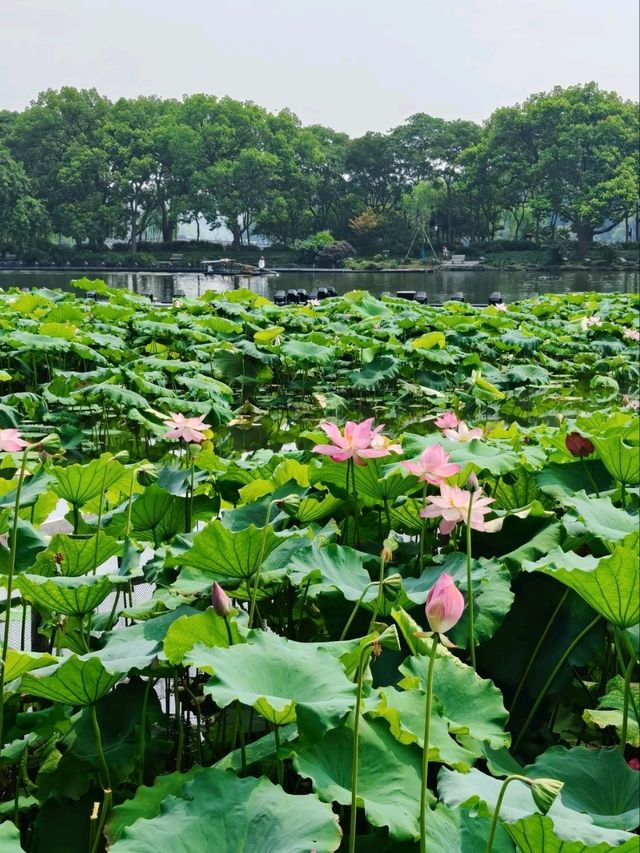 Quyuan Fenghe– Hangzhou’s Legendary Lotus Paradise