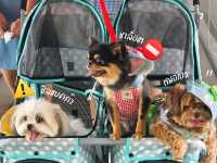 Dog Show 2025