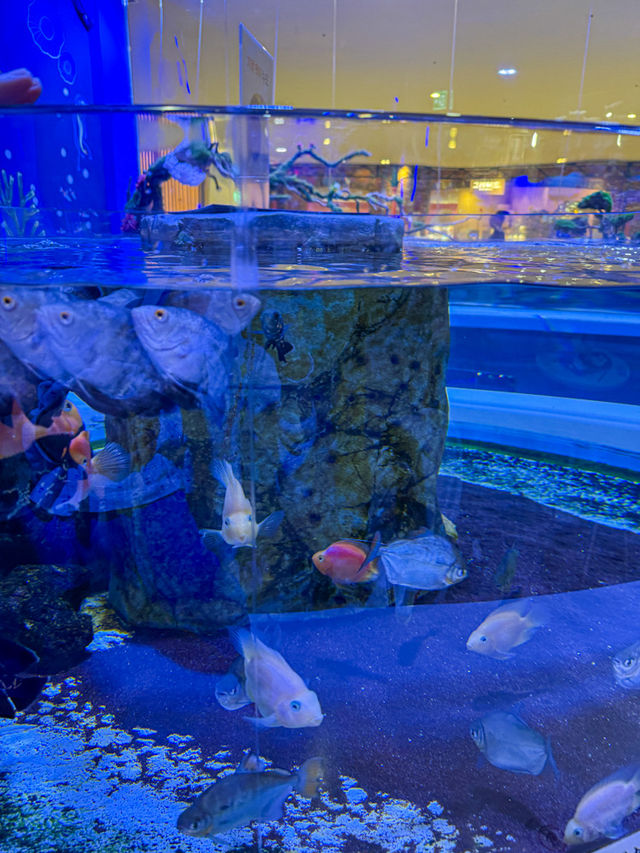 아이와 실내데이트하기 좋은 이색 수족관 카페🐟