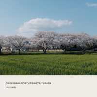 Nagarekawa Cherry Blossoms 🌸 Fukuoka