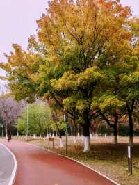 Autumn Splendor in Olympic Forest Park