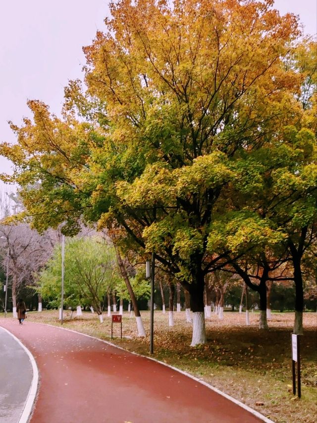 Autumn Splendor in Olympic Forest Park