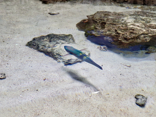 黑潮水槽震撼人心的海洋體驗/沖繩美麗海水族館