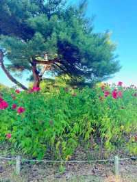 Colors of the Wind at Hitachi Seaside Park – Japan