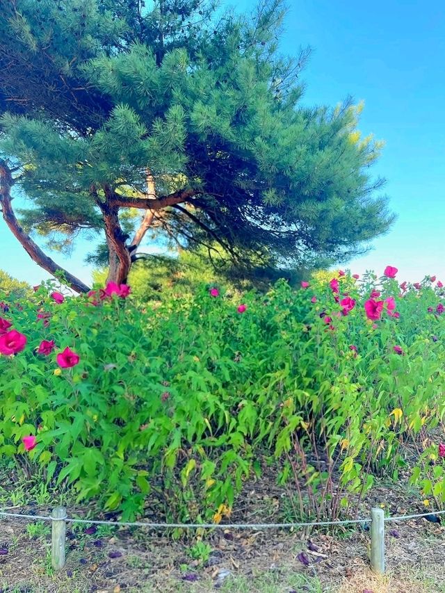 Colors of the Wind at Hitachi Seaside Park – Japan