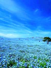 Colors of the Wind at Hitachi Seaside Park – Japan