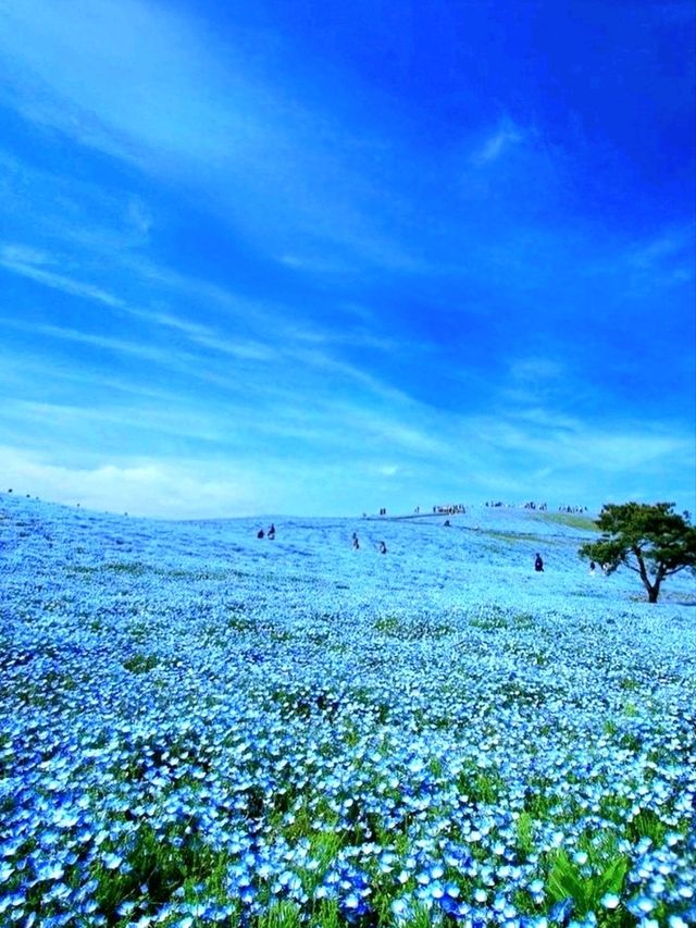 Colors of the Wind at Hitachi Seaside Park – Japan