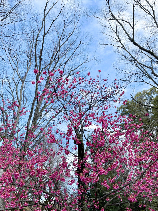 3 พิกัดดูซากุระบานที่ Ueno 🌸
