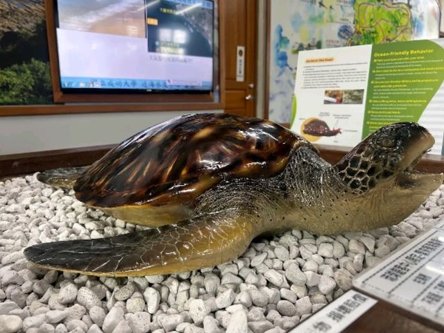 🐢 海龜學堂 × 生態人文探索｜小琉球「觀光署管理站」的綠色使命
