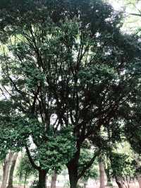 🌿呼吸が整う公園と、おしゃれカフェで始める朝 — 代々木公園と外苑前で過ごす穏やかな時間
