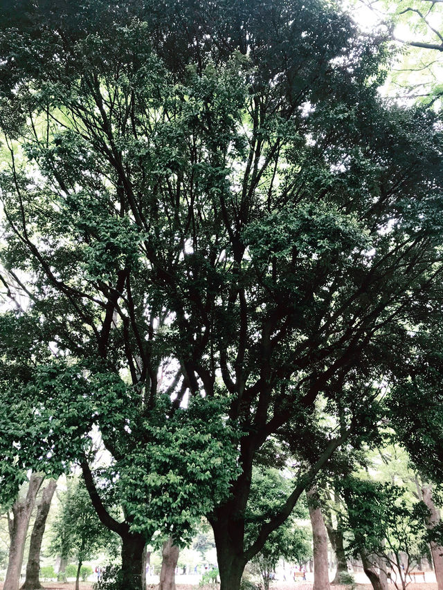 🌿呼吸が整う公園と、おしゃれカフェで始める朝 — 代々木公園と外苑前で過ごす穏やかな時間 🌿呼吸が整う公園と、おしゃれカフェで始める朝 — 代々木公園と外苑前で過ごす穏やかな時間