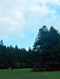 ✨자연을 즐길 수 있는 힐링 공간, 비밀의숲 제주 🌳🌿