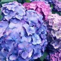 🌸横須賀・三笠公園の紫陽花撮影とグルメ散策