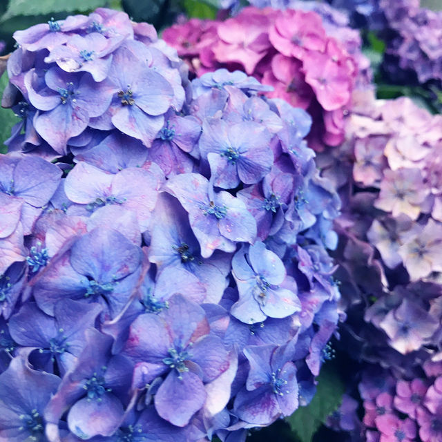 🌸横須賀・三笠公園の紫陽花撮影とグルメ散策