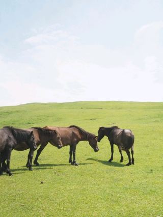 The southernmost tip of Miyazaki, 'Cape Toi,' where wild horses roam.