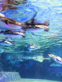 🐧 天空の街で出会う癒し──すみだ水族館・ペンギン展示の思い出