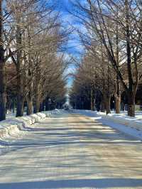 🌨️ 홋카이도 여행, 삿포로와 함께 즐기는 겨울 낭만 ❄️🎿