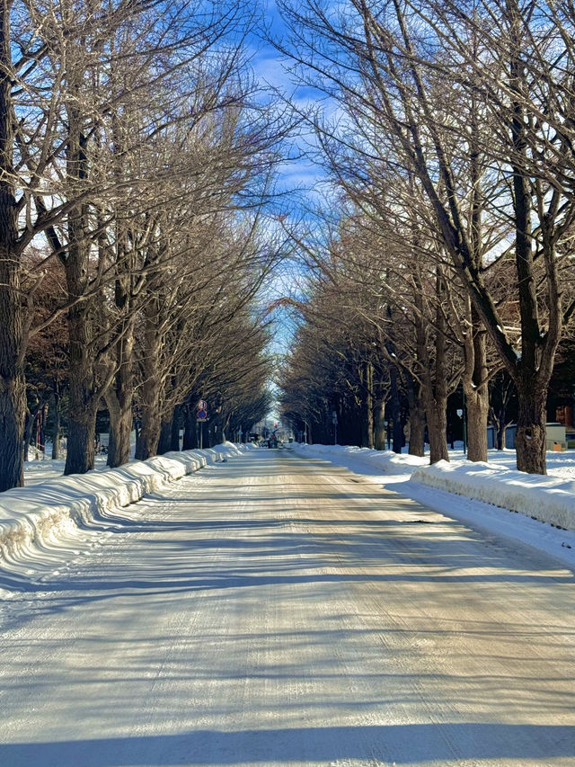 🌨️ 홋카이도 여행, 삿포로와 함께 즐기는 겨울 낭만 ❄️🎿