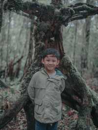 Mount Kinabalu Botanical Garden – A Hidden Gem at the Foot of the Mountain