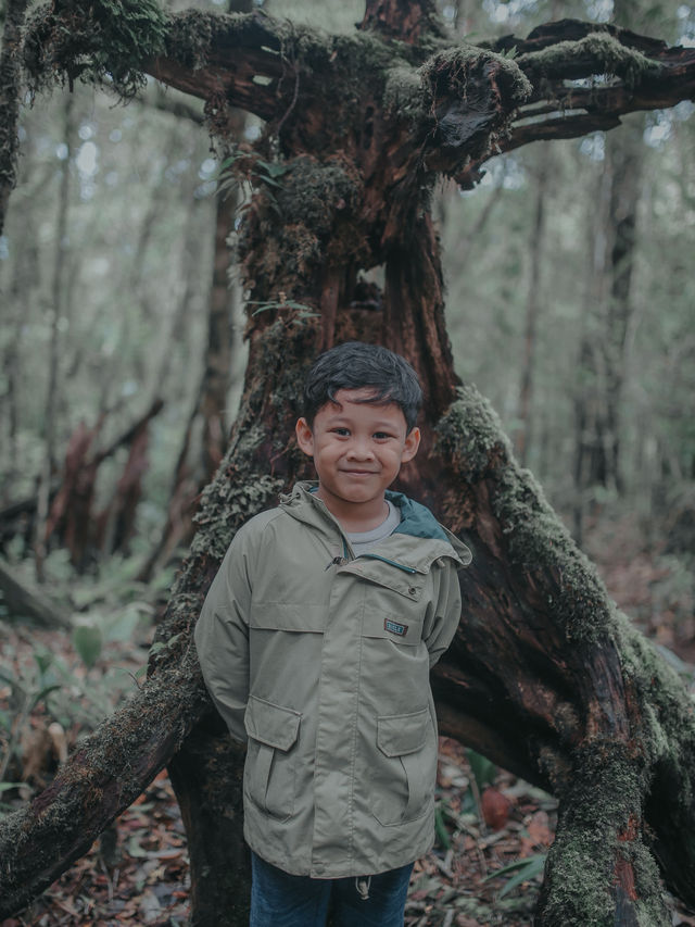 Mount Kinabalu Botanical Garden – A Hidden Gem at the Foot of the Mountain