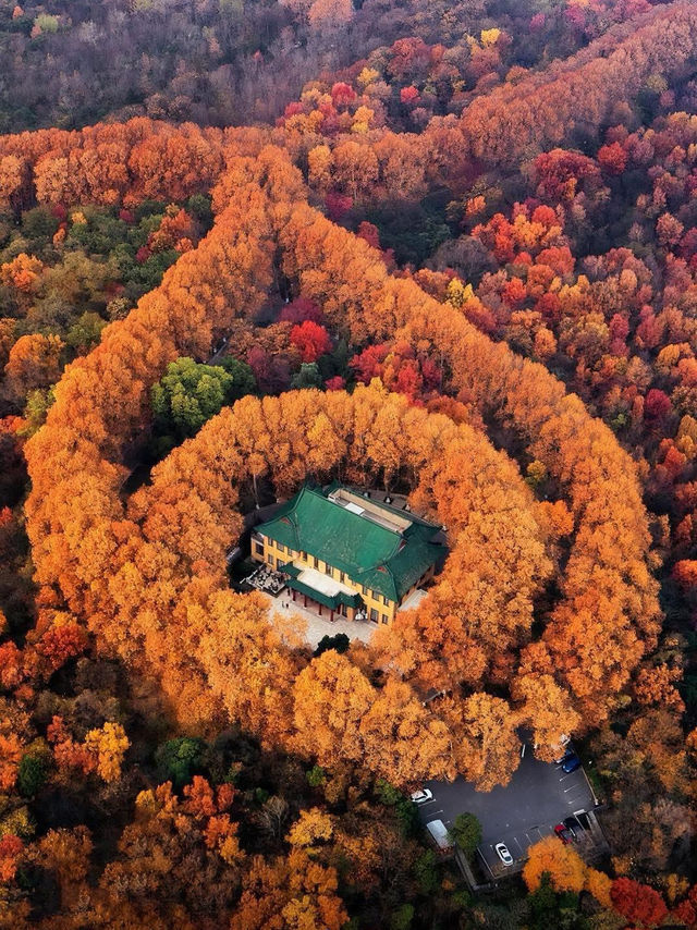 🍂 Missing autumn in Nanjing is like missing the soul of October.