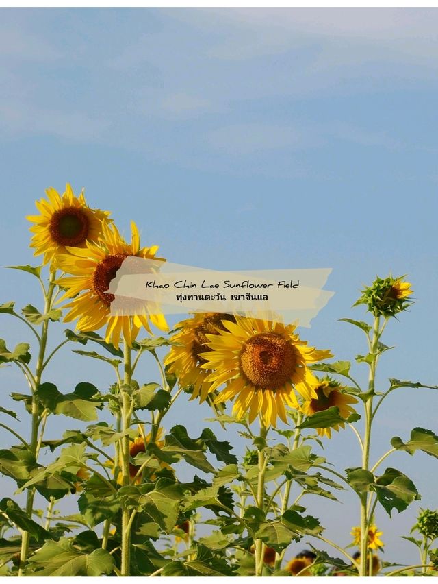 🌻 : ทุ่งทานตะวัน เขาจีนแล ลพบุรี