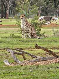 Werribee Open Range Zoo: Melbourne’s Mind-Blowing Safari Adventure 🦒🚍