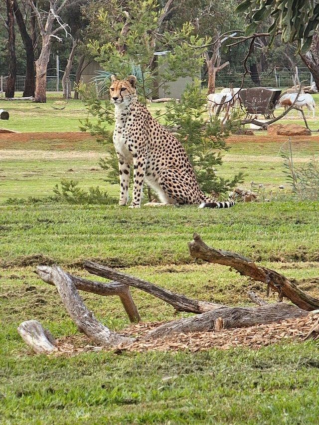 Werribee Open Range Zoo: Melbourne’s Mind-Blowing Safari Adventure 🦒🚍