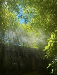 熱海｜隱身在樹林中來宮神社 繞神木一圈能延命一年傳說