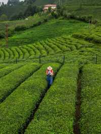 Rize Tea Bliss🍃  