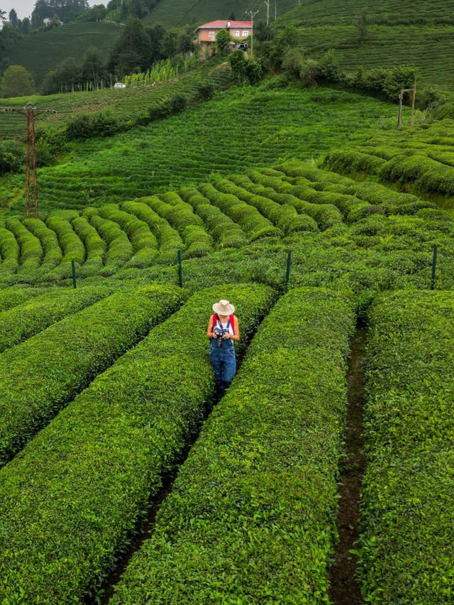 Rize Tea Bliss🍃  
