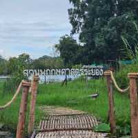 🚣พายแคนูชมวิว ที่สวนพฤกษศาสตร์ระยอง 🚣