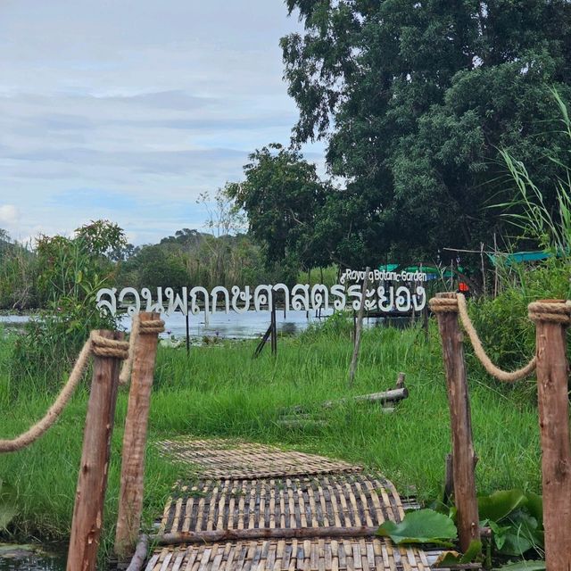 🚣พายแคนูชมวิว ที่สวนพฤกษศาสตร์ระยอง 🚣