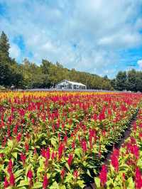 Hokkaido Summer at Farm Tomita 🌻🌺🌿 Japan 
