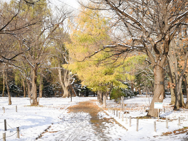 สวนสาธารณะเมืองซัปโปโร 🌳🇯🇵 สวนสาธารณะเมืองซัปโปโร 🌳🇯🇵