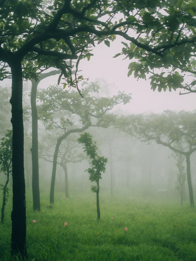 ทุ่งดอกกระเจียว – สีสันกลางป่าหินงาม ชัยภูมิ 🌸⛰️
