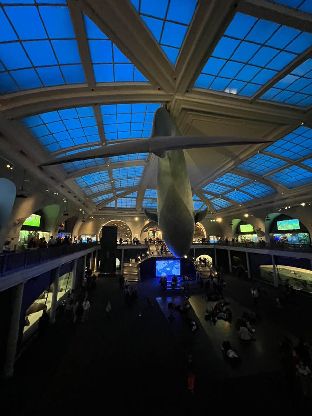 ［紐約旅行］紐約自然歷史科學博物館American Museum of Natural History🦴晚上會活起來的博物館