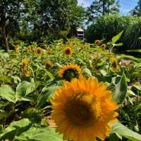 ํ์นด๋ฐ๋ , ํ์์ ํ๋ธ ํฅ ๊ฐ๋ํ ์ ์ ๐ฟ