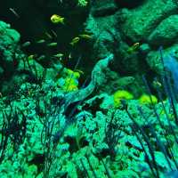 桃園 Xpark 水族館-帶孩子探索水族世界的奇幻魅力