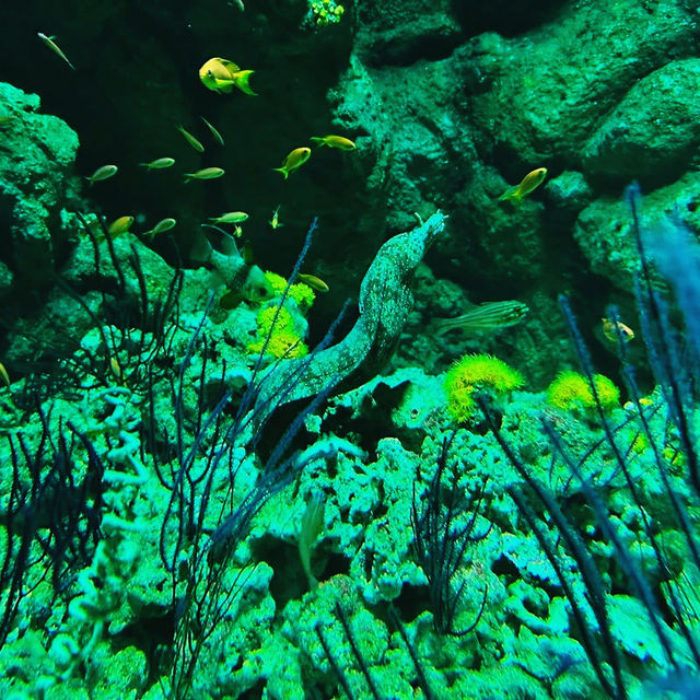 桃園 Xpark 水族館-帶孩子探索水族世界的奇幻魅力 桃園 Xpark 水族館-帶孩子探索水族世界的奇幻魅力